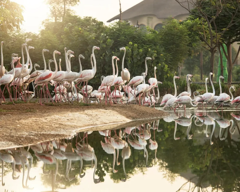 flamingo